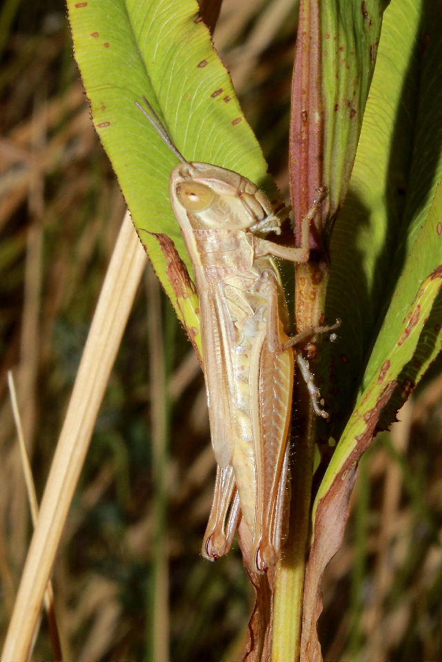 Orthoptera da determinare-3 ??